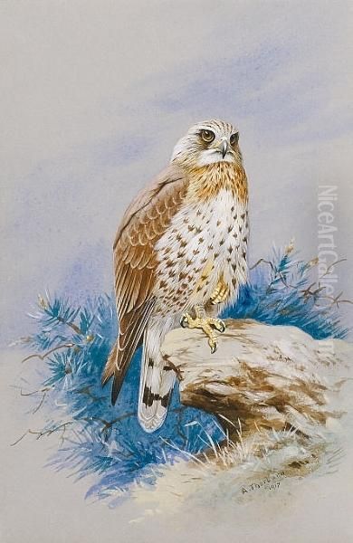 A Rough Legged Buzzard, Buteo Lagopus - view 1