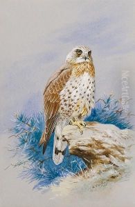 A Rough Legged Buzzard, Buteo Lagopus A Rough Legged Buzzard, Buteo Lagopus