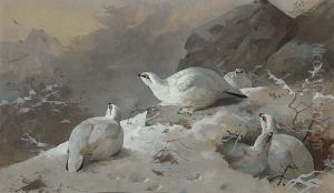 Ptarmigan In Winter Plumage by Archibald Thorburn