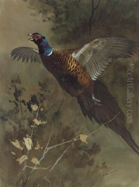 A Cock Pheasant In Flight - view 1