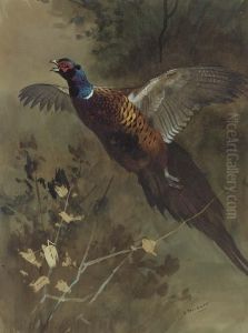A Cock Pheasant In Flight by Archibald Thorburn