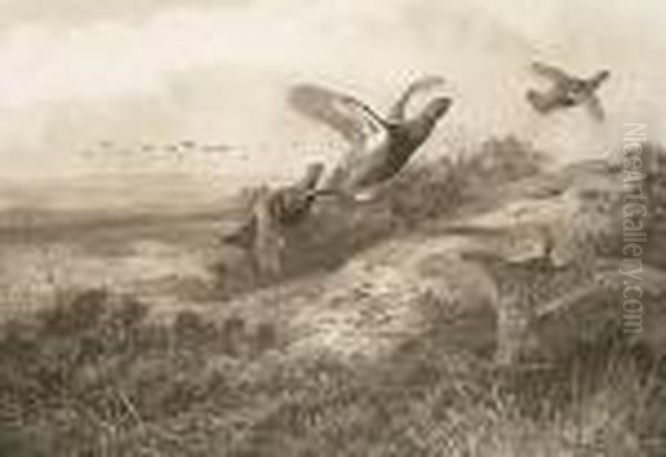 Grouse - view 1