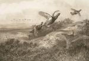 Grouse