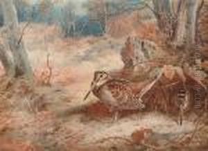 Woodcock