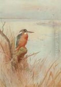 Kingfisher