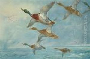 Driven By A Storm; Widgeon Allighting