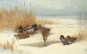Mallard And Teal In The Snow by Archibald Thorburn
