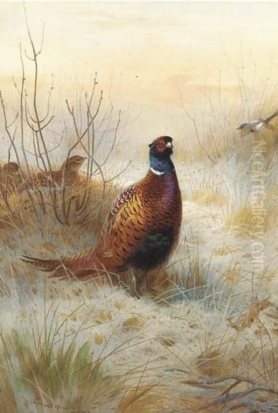 Pheasant In Winter - view 1