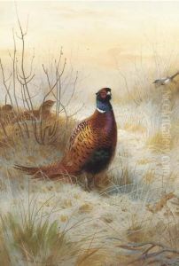 Pheasant In Winter