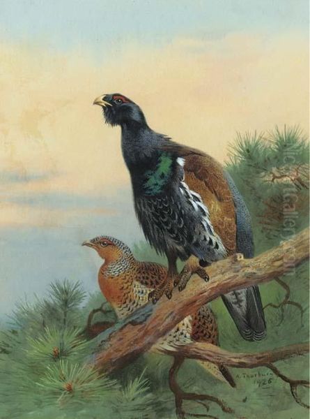 Capercaillie On A Scot's Pine - view 1
