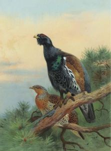 Capercaillie On A Scot's Pine