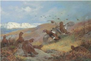Red Grouse On Moorland
