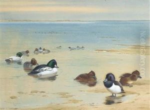 Goldeneye And Tufted Duck