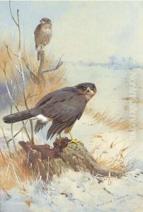 Sparrowhawk In Winter by Archibald Thorburn