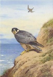 Peregrine Falcon by Archibald Thorburn
