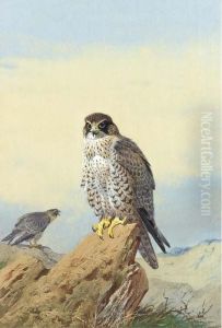 Gyr Falcon by Archibald Thorburn