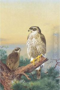 Goshawk by Archibald Thorburn