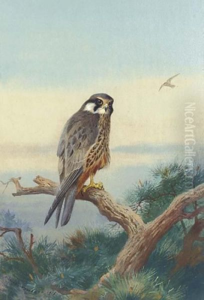 Hobby - view 1