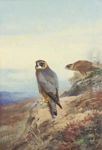 Merlin Merlin