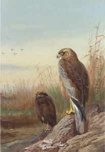 Marsh Harrier by Archibald Thorburn