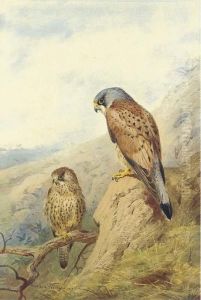 Kestrel Kestrel