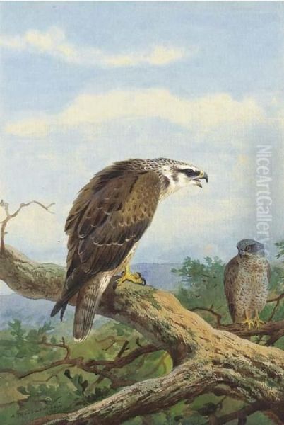 Honey Buzzard - view 1