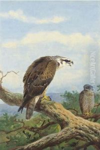Honey Buzzard by Archibald Thorburn