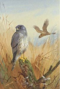 Montagu's Harrier Montagu's Harrier