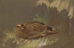 Dusting Partridge by Archibald Thorburn