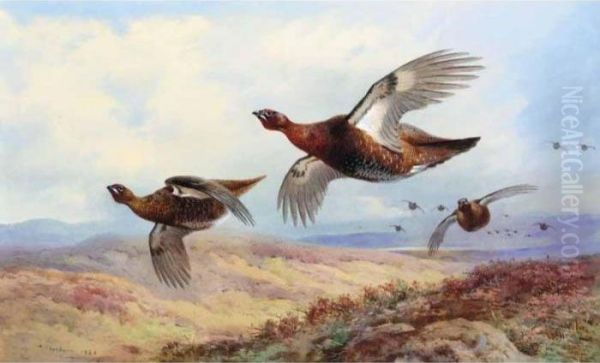 Red Grouse In Flight - view 1