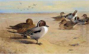 Pintail Ducks
