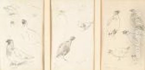 Grouse; Plovers; Shoveler; Shelduck; Eiders; Scaup; Tufted Duck; Pochard; Curlew