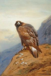 Golden Eagle