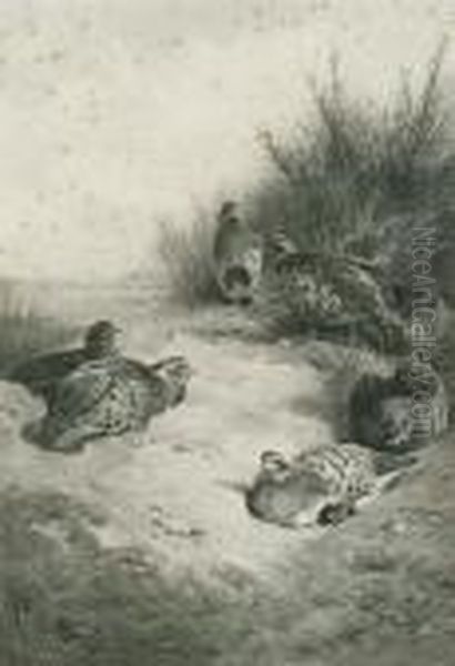 Partridge - view 1
