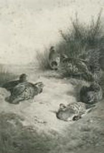 Partridge