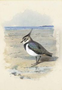 Lapwing Or Peewit by Archibald Thorburn