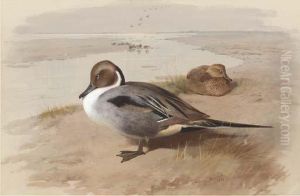 Two Pintails In A Natural Setting by Archibald Thorburn