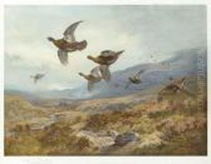 Grouse