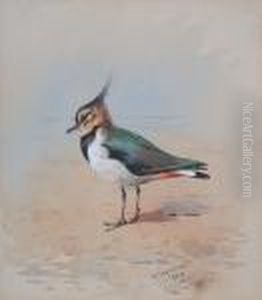 Lapwing On A Shore