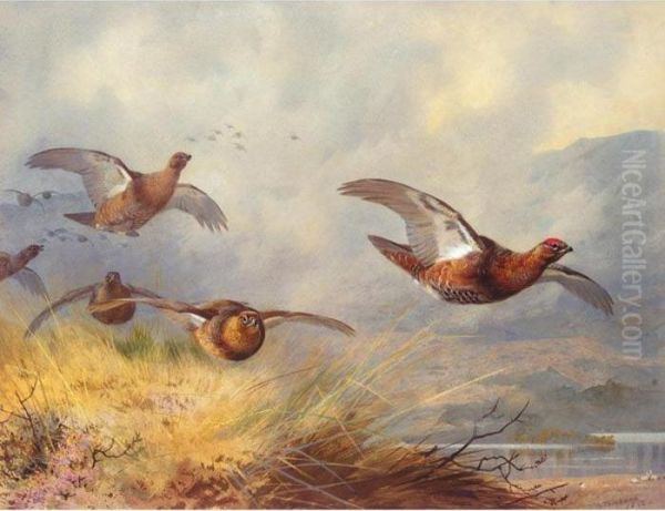 Grouse In Flight - view 1