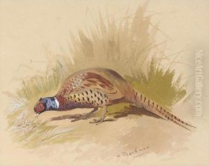 Chinese Ring Necked Pheasant by Archibald Thorburn