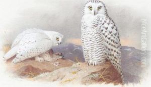 Snowy Owls Snowy Owls