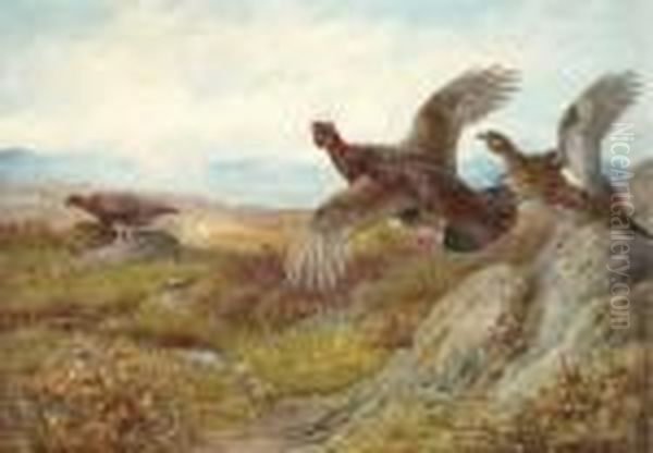 Grouse - view 1