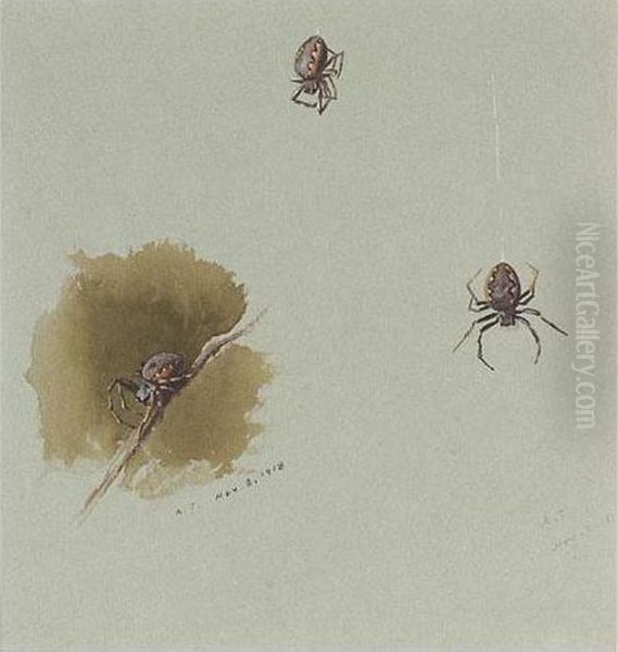 Studies Of Spiders; And A Moth - view 1