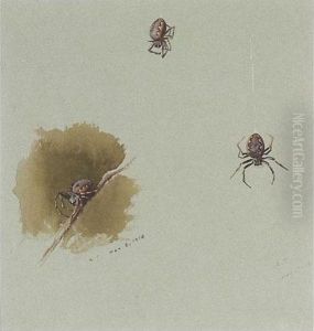 Studies Of Spiders; And A Moth