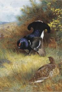 On The Edge Of The Moor; Blackcock Displaying by Archibald Thorburn