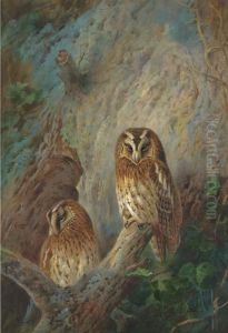 Tawny Owls