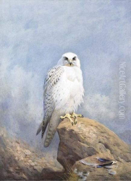Gyr Falcon - view 1