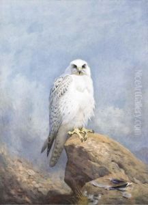 Gyr Falcon