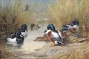 Mallard, Tufted Duck And A Kingfisher At The Water's Edge